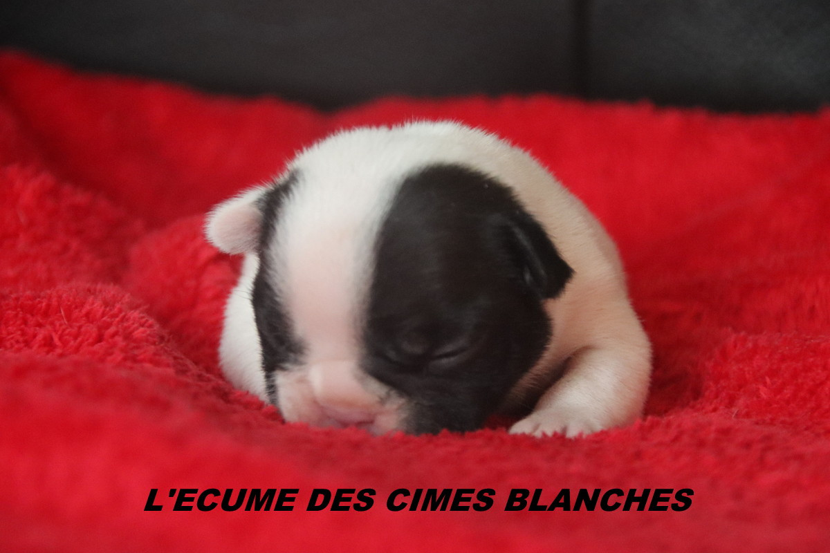 de l'écume des cimes blanches - Chiots disponibles - Bouledogue français
