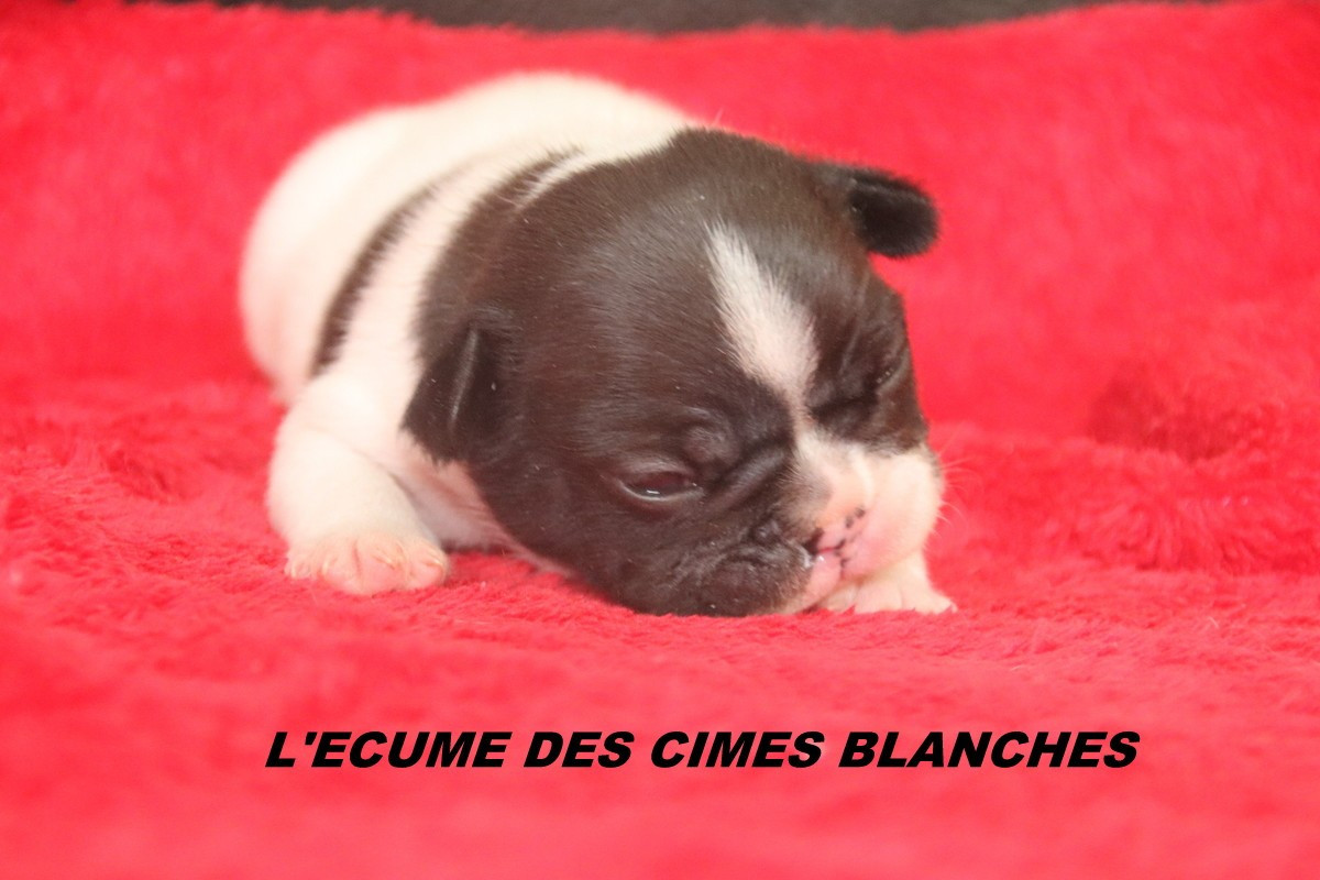 Chiot Bouledogue français de l'écume des cimes blanches