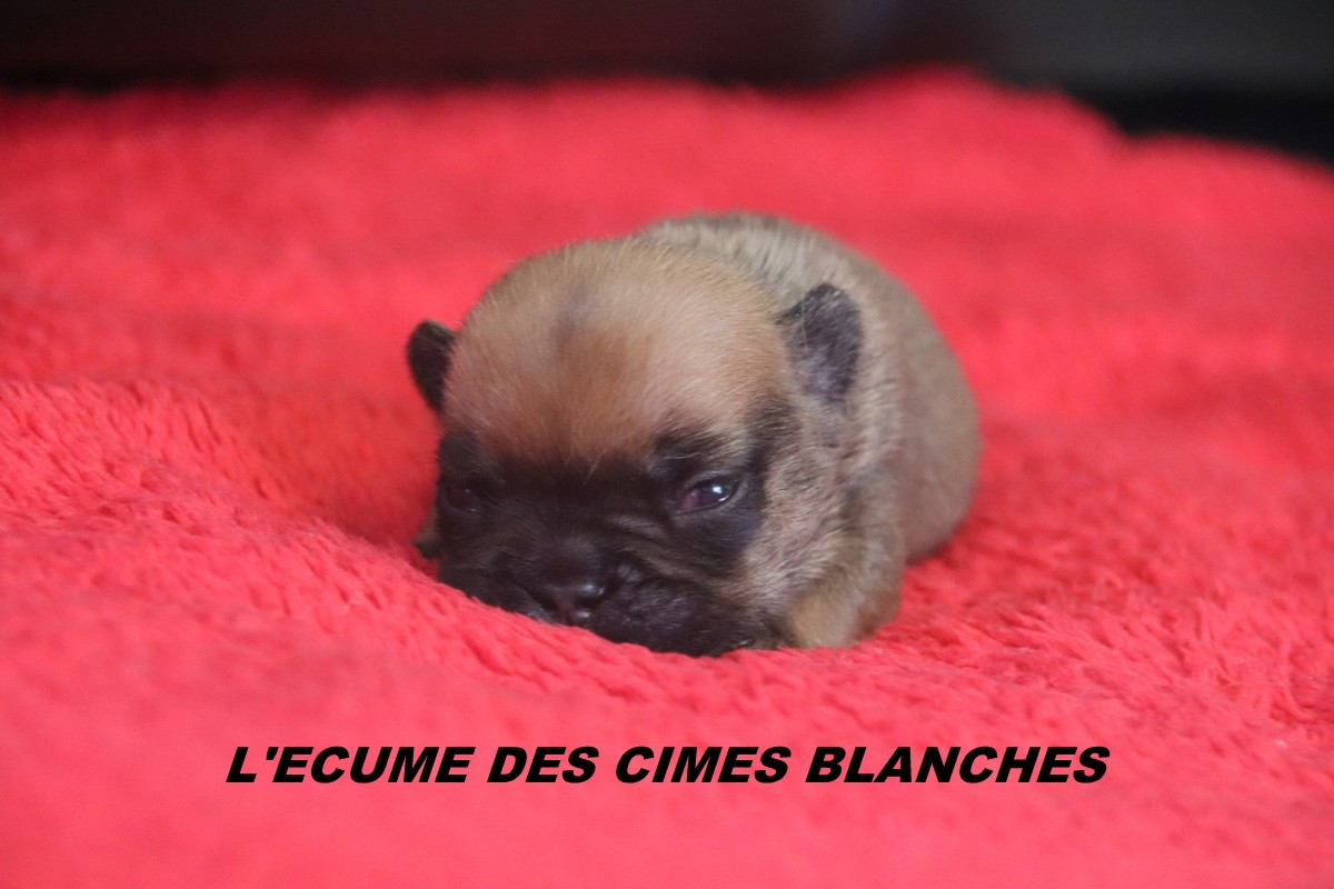 de l'écume des cimes blanches - Chiots disponibles - Bouledogue français
