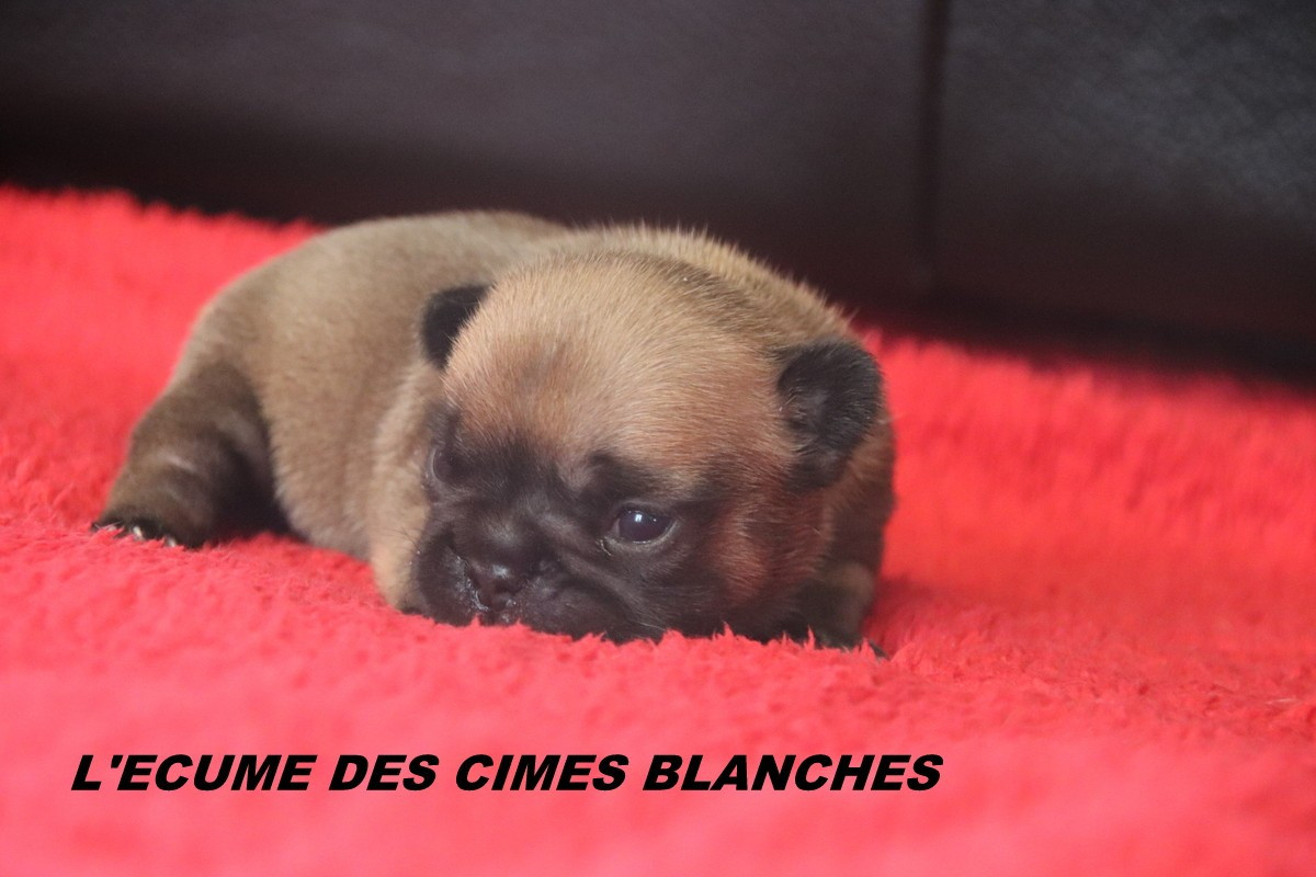 de l'écume des cimes blanches - Chiots disponibles - Bouledogue français