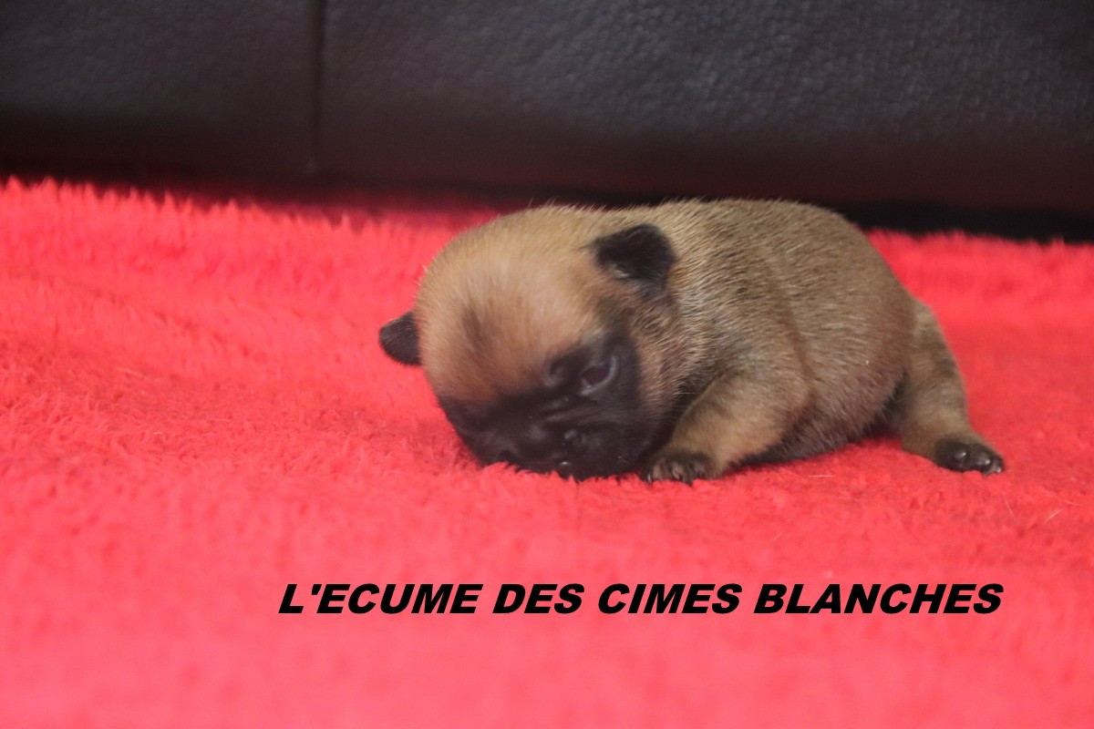 de l'écume des cimes blanches - Chiots disponibles - Bouledogue français