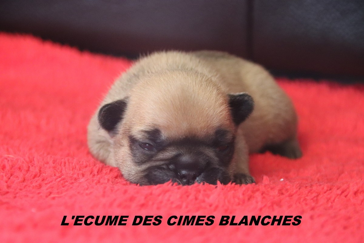Chiot Bouledogue français de l'écume des cimes blanches