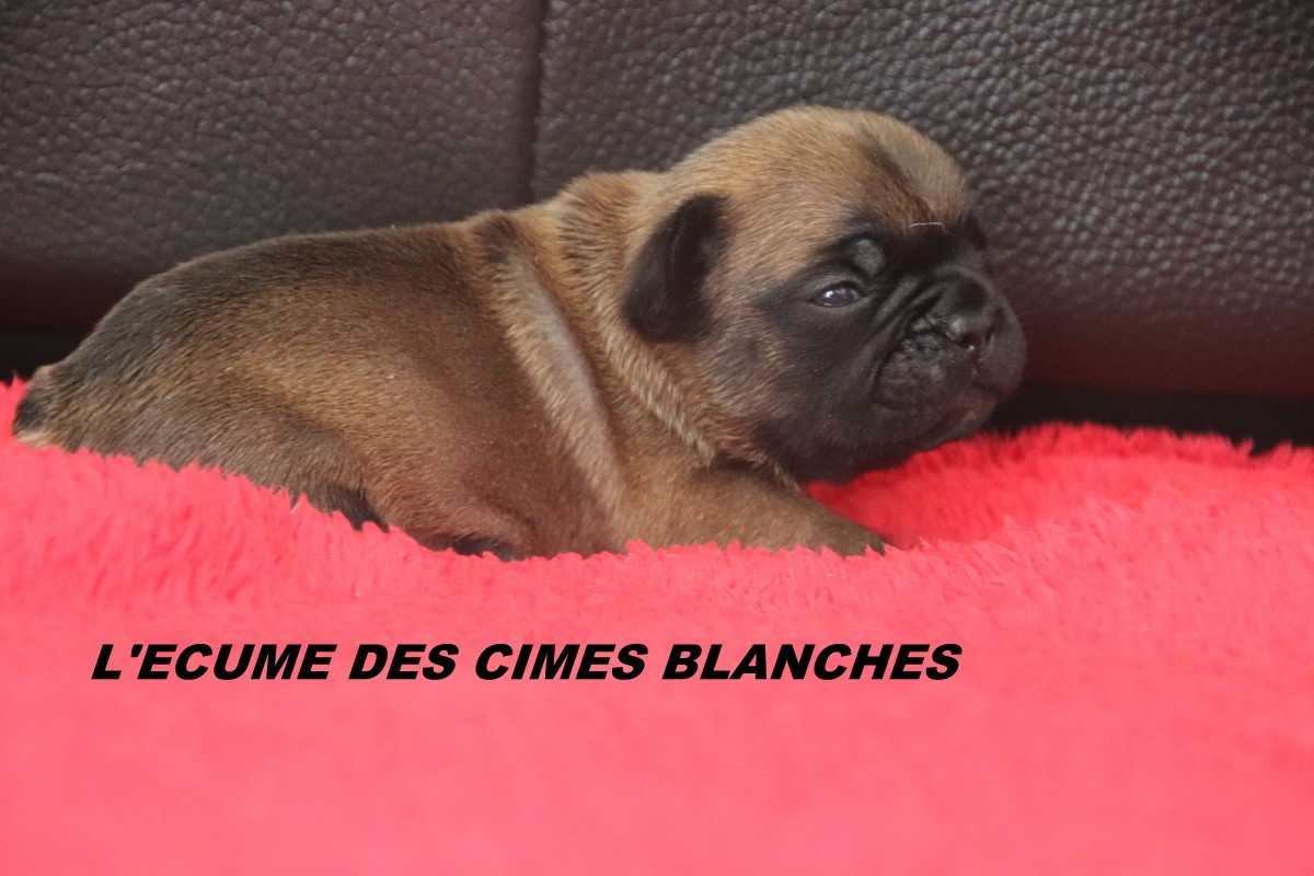 de l'écume des cimes blanches - Chiots disponibles - Bouledogue français