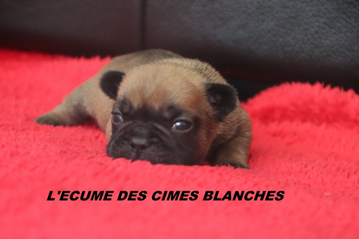 de l'écume des cimes blanches - Chiots disponibles - Bouledogue français