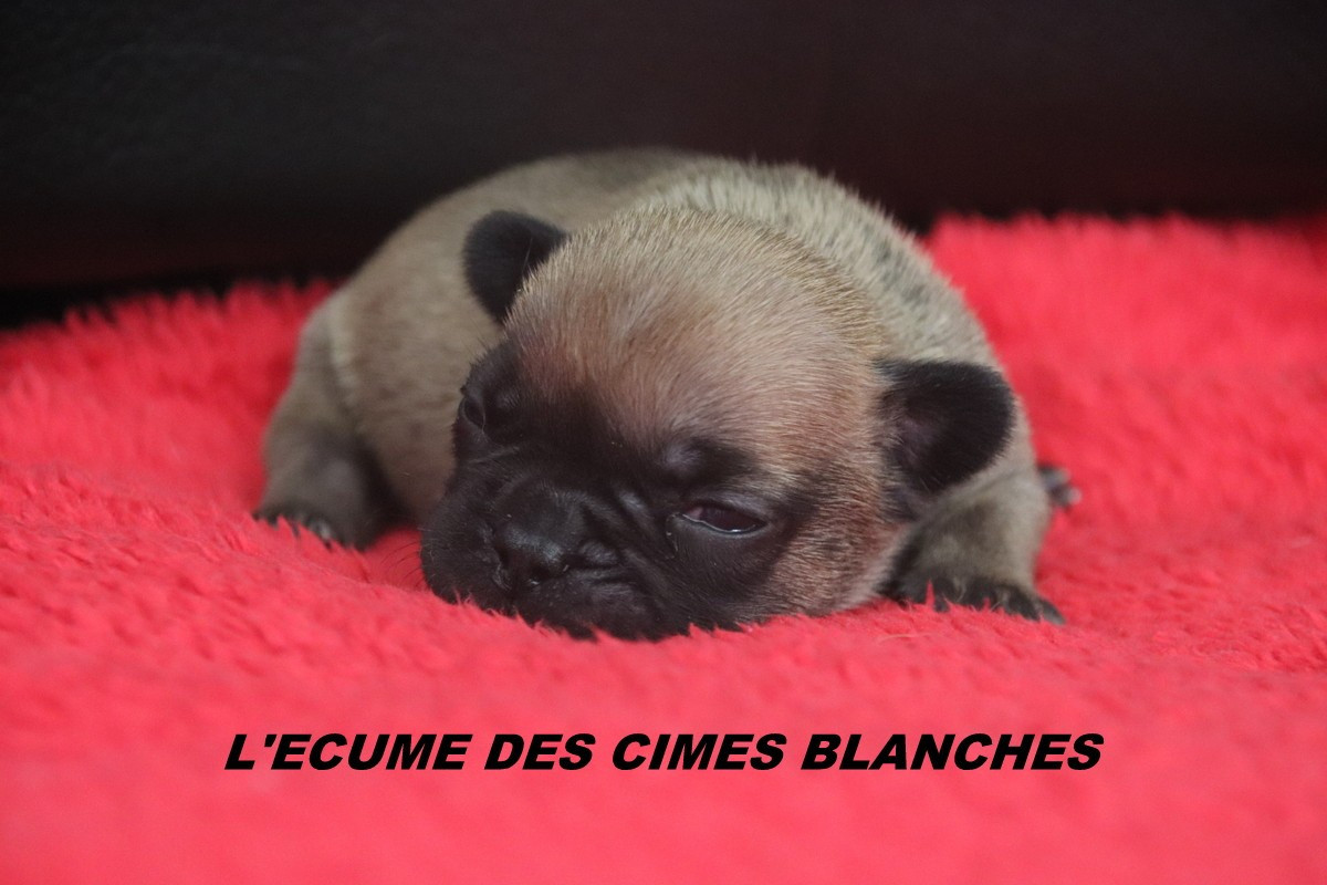 de l'écume des cimes blanches - Chiots disponibles - Bouledogue français
