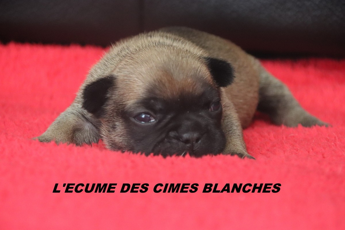 de l'écume des cimes blanches - Chiots disponibles - Bouledogue français