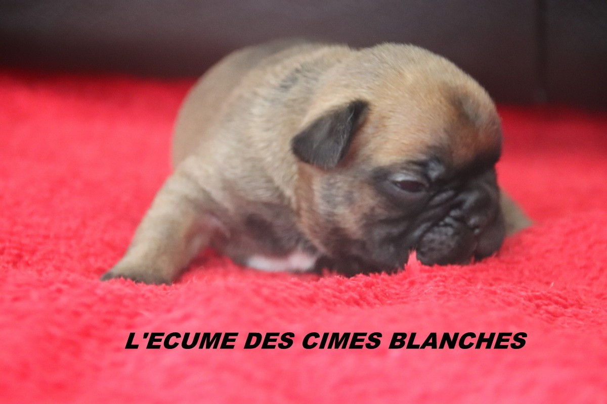 de l'écume des cimes blanches - Chiots disponibles - Bouledogue français