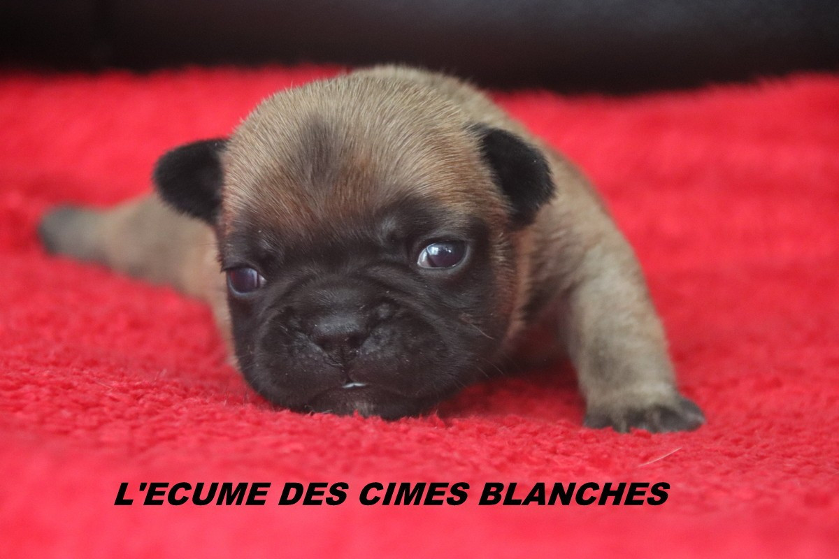 de l'écume des cimes blanches - Chiots disponibles - Bouledogue français
