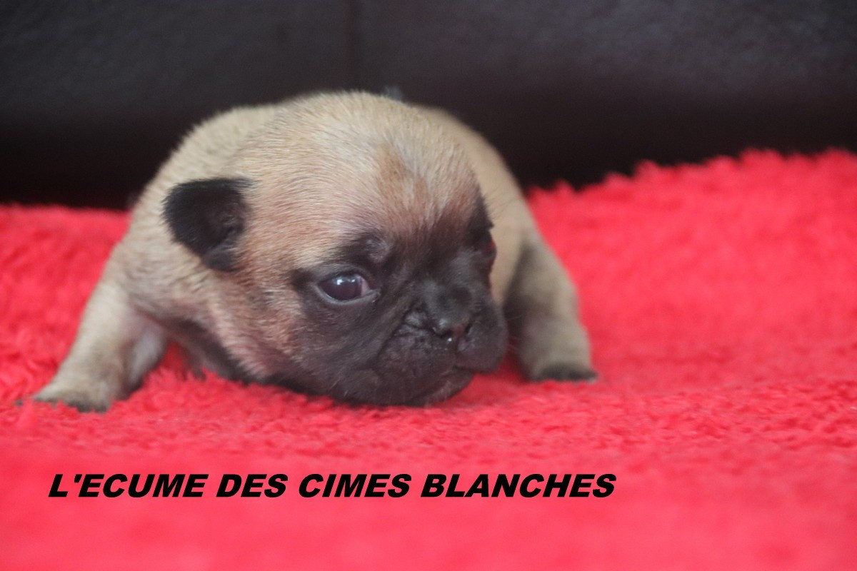 de l'écume des cimes blanches - Chiots disponibles - Bouledogue français