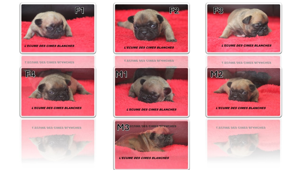 de l'écume des cimes blanches - Bouledogue français - Portée née le 20/03/2026