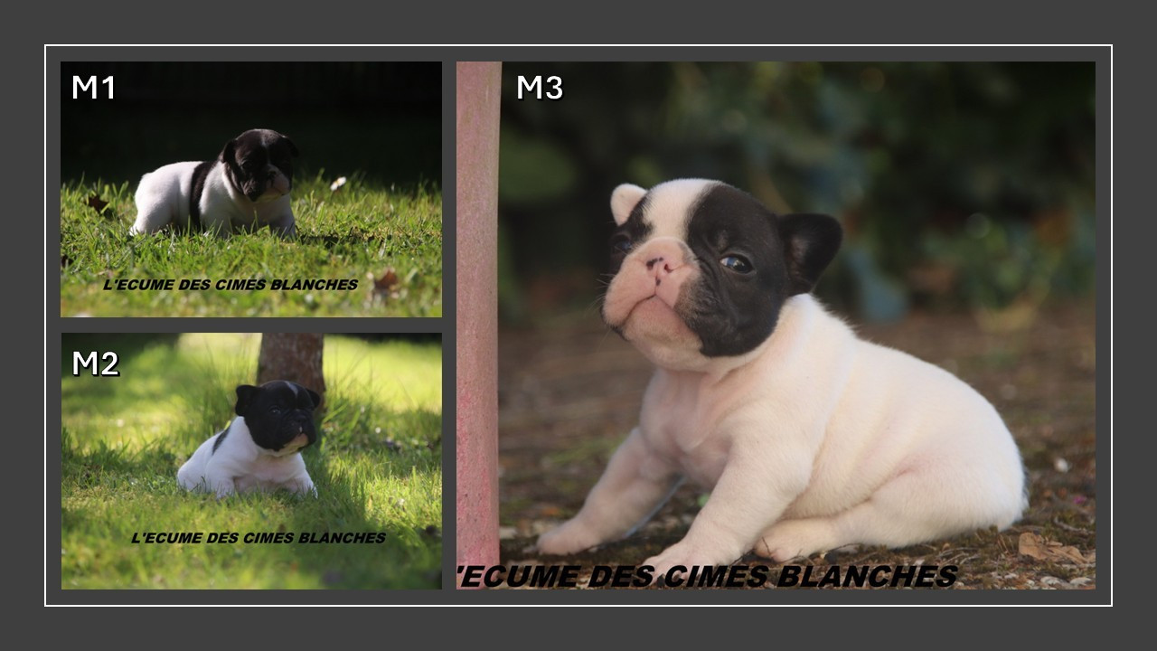 de l'écume des cimes blanches - Bouledogue français - Portée née le 07/03/2026