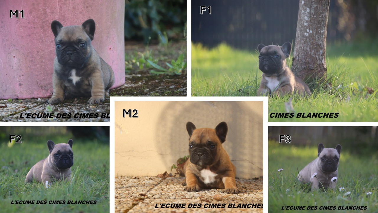 de l'écume des cimes blanches - Bouledogue français - Portée née le 12/02/2026