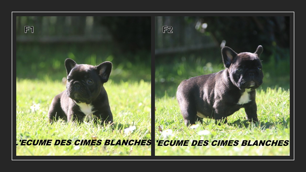 de l'écume des cimes blanches - Bouledogue français - Portée née le 24/02/2026