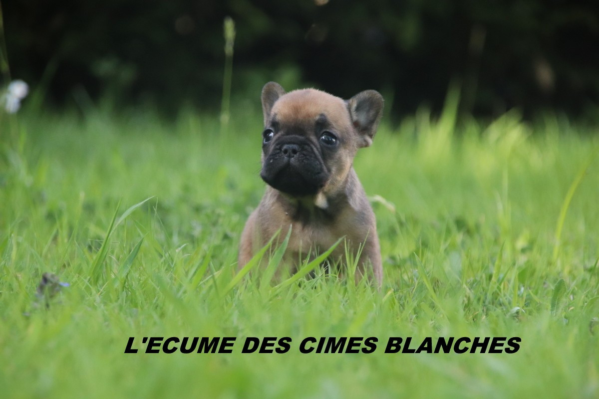 de l'écume des cimes blanches - Chiots disponibles - Bouledogue français