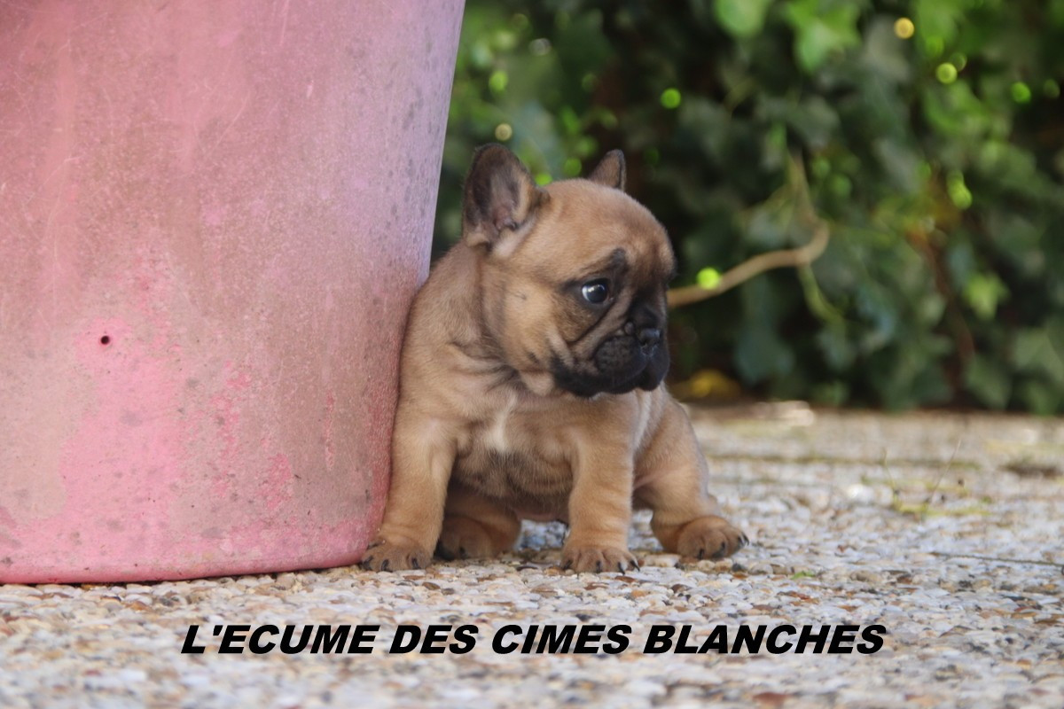 de l'écume des cimes blanches - Bouledogue français - Portée née le 17/03/2026
