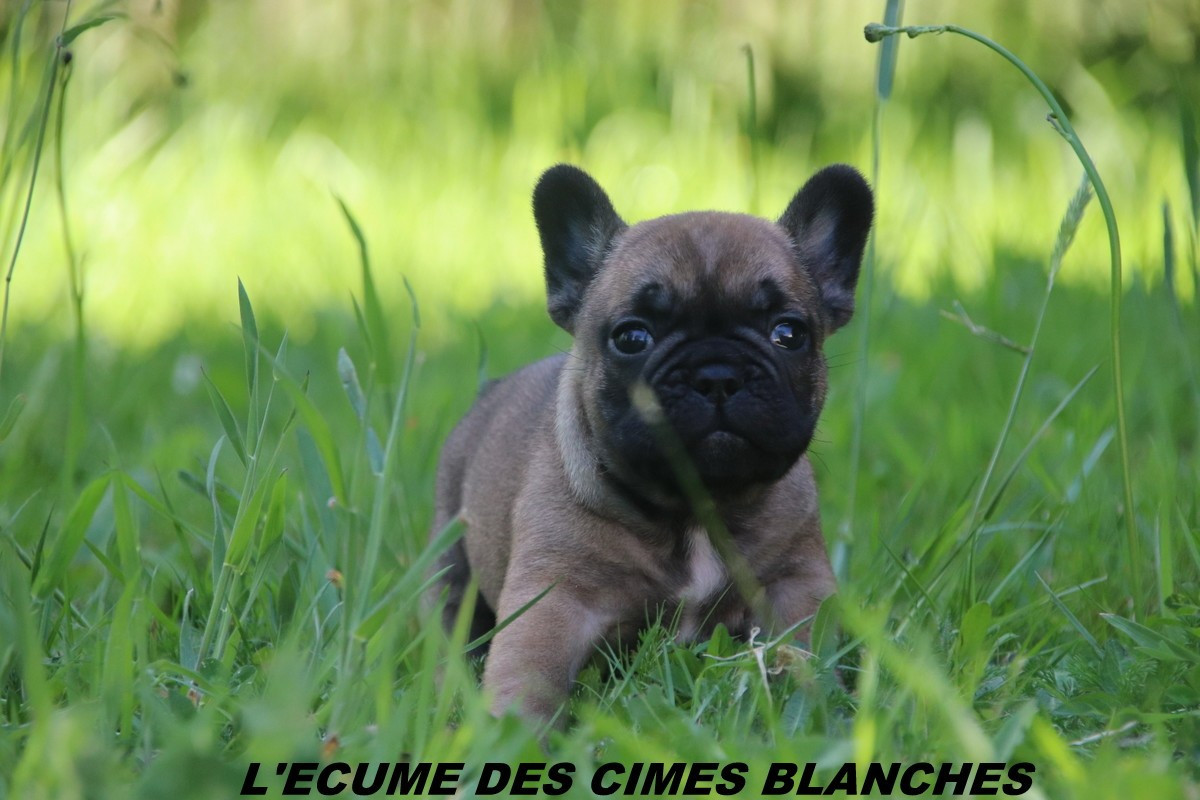 de l'écume des cimes blanches - Chiots disponibles - Bouledogue français