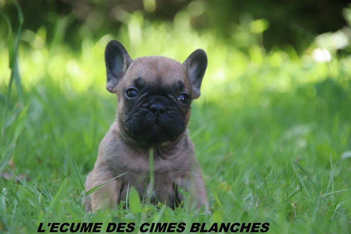 de l'écume des cimes blanches - Chiots disponibles - Bouledogue français