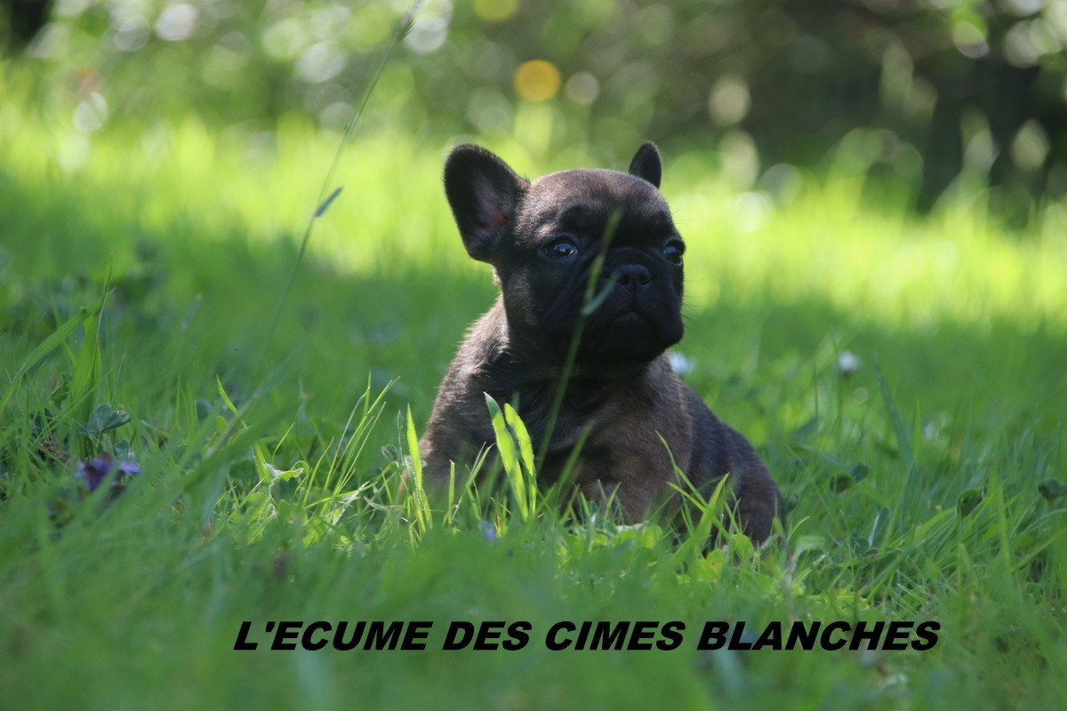 de l'écume des cimes blanches - Chiots disponibles - Bouledogue français