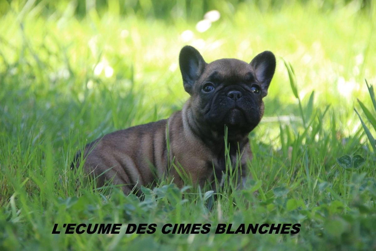 de l'écume des cimes blanches - Chiots disponibles - Bouledogue français