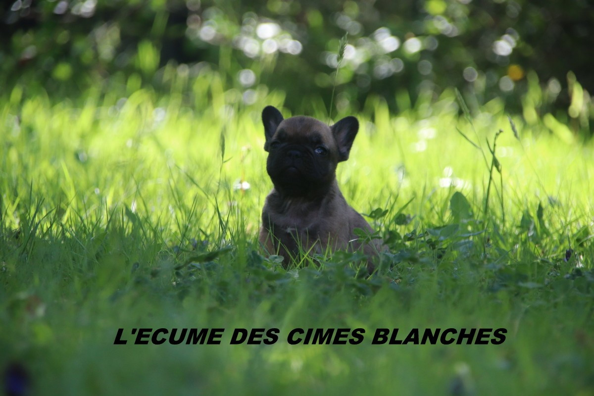 de l'écume des cimes blanches - Chiots disponibles - Bouledogue français