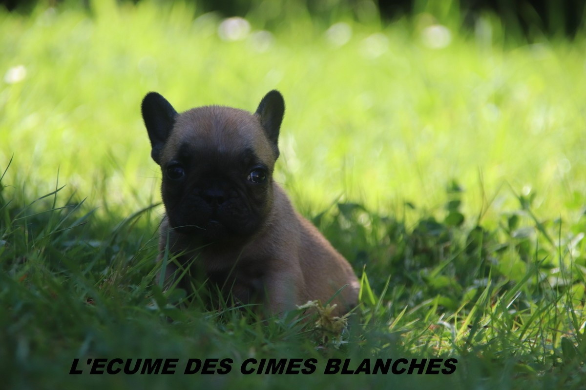 de l'écume des cimes blanches - Chiots disponibles - Bouledogue français