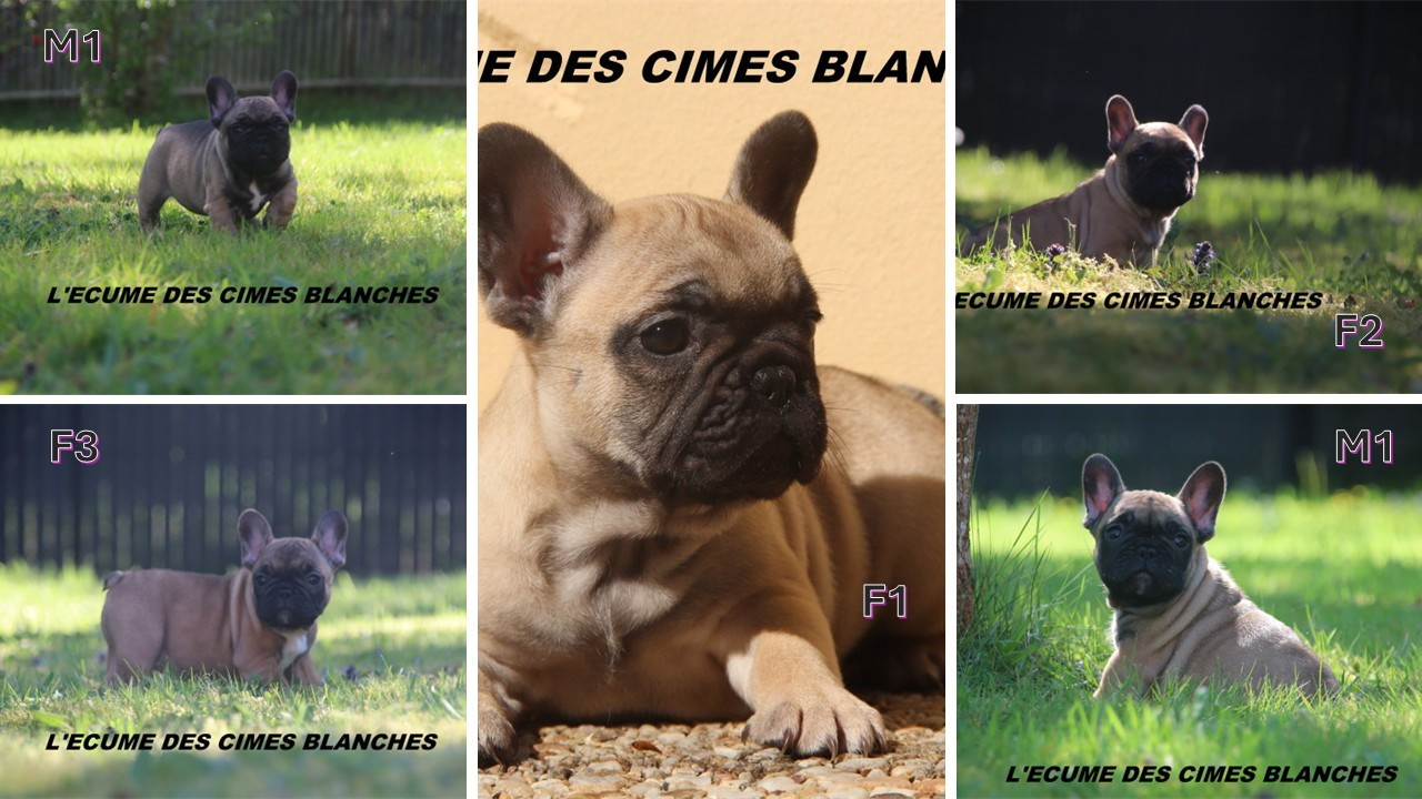 de l'écume des cimes blanches - Bouledogue français - Portée née le 12/02/2026