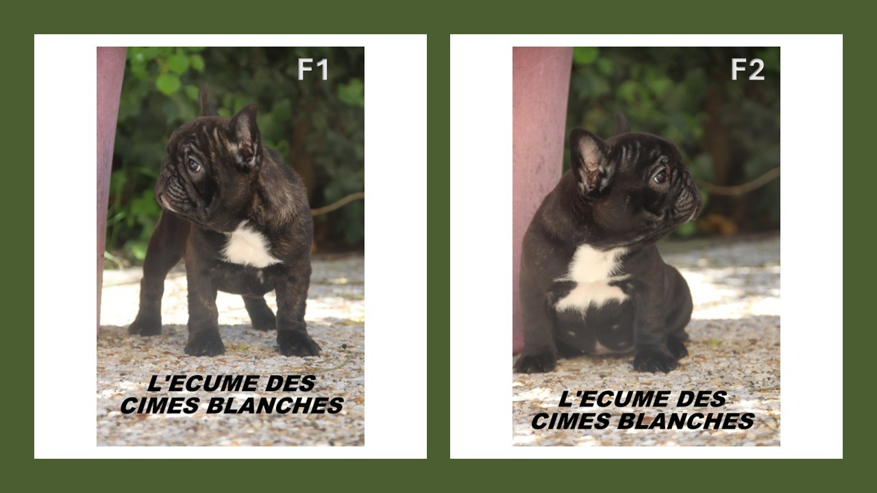 de l'écume des cimes blanches - Bouledogue français - Portée née le 24/02/2026