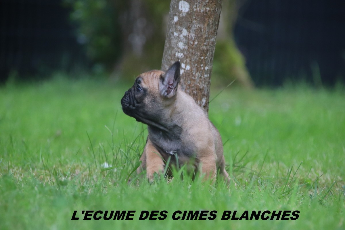 de l'écume des cimes blanches - Chiots disponibles - Bouledogue français