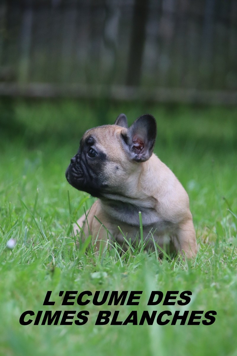 de l'écume des cimes blanches - Chiots disponibles - Bouledogue français