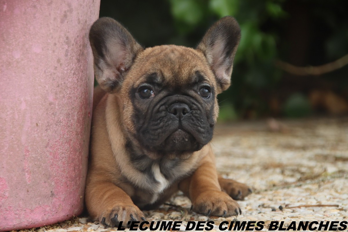 Chiot Bouledogue français de l'écume des cimes blanches