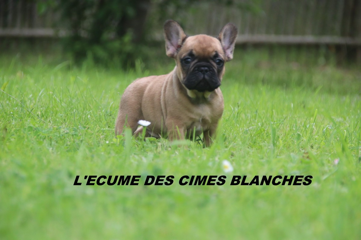 Chiot Bouledogue français de l'écume des cimes blanches