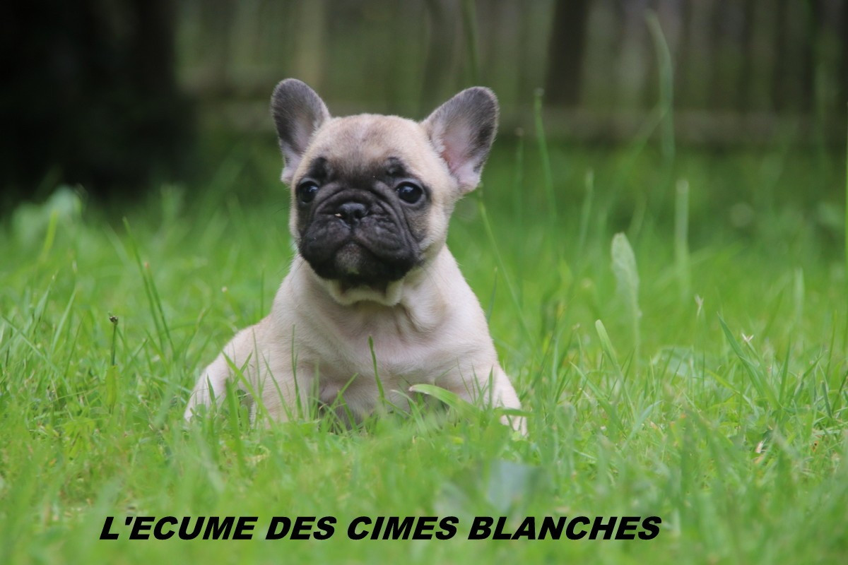 Chiot Bouledogue français de l'écume des cimes blanches
