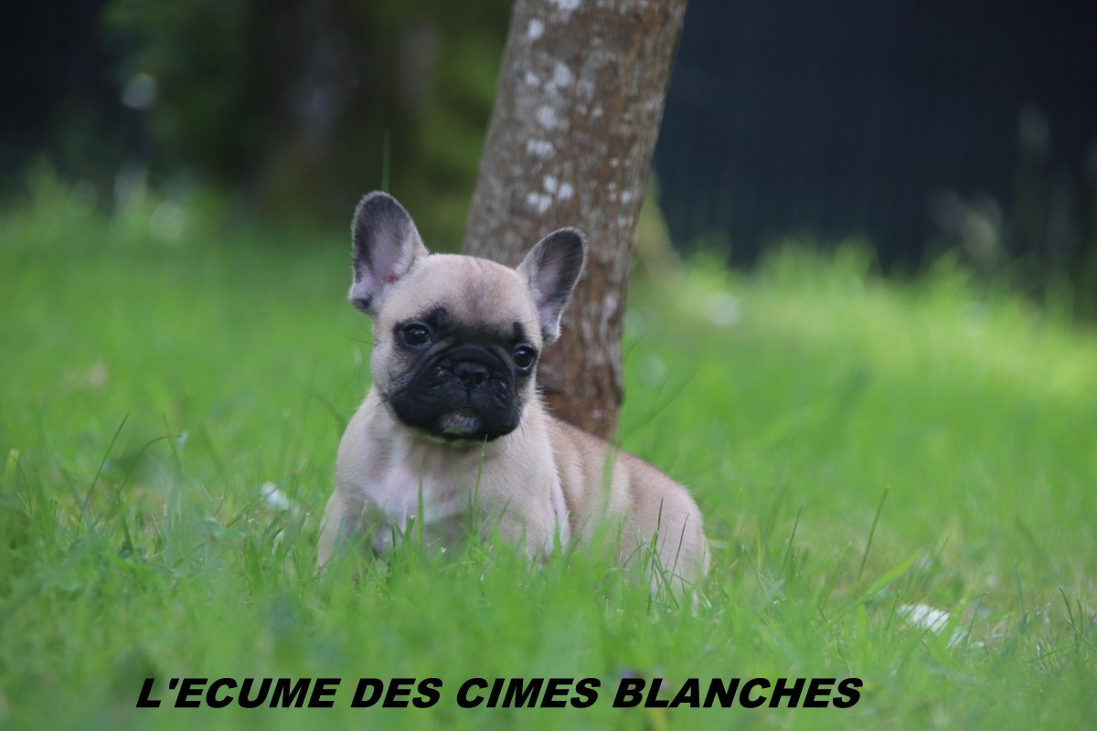 de l'écume des cimes blanches - Chiots disponibles - Bouledogue français