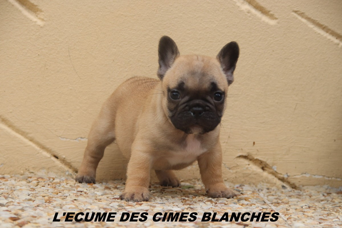 de l'écume des cimes blanches - Chiots disponibles - Bouledogue français