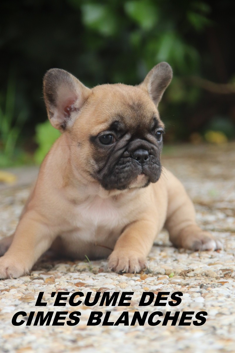 de l'écume des cimes blanches - Chiots disponibles - Bouledogue français