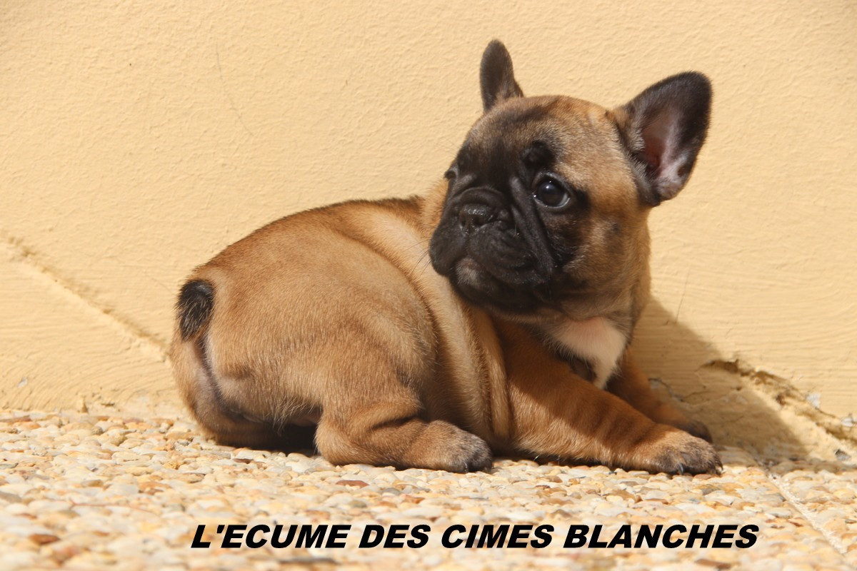 de l'écume des cimes blanches - Chiots disponibles - Bouledogue français