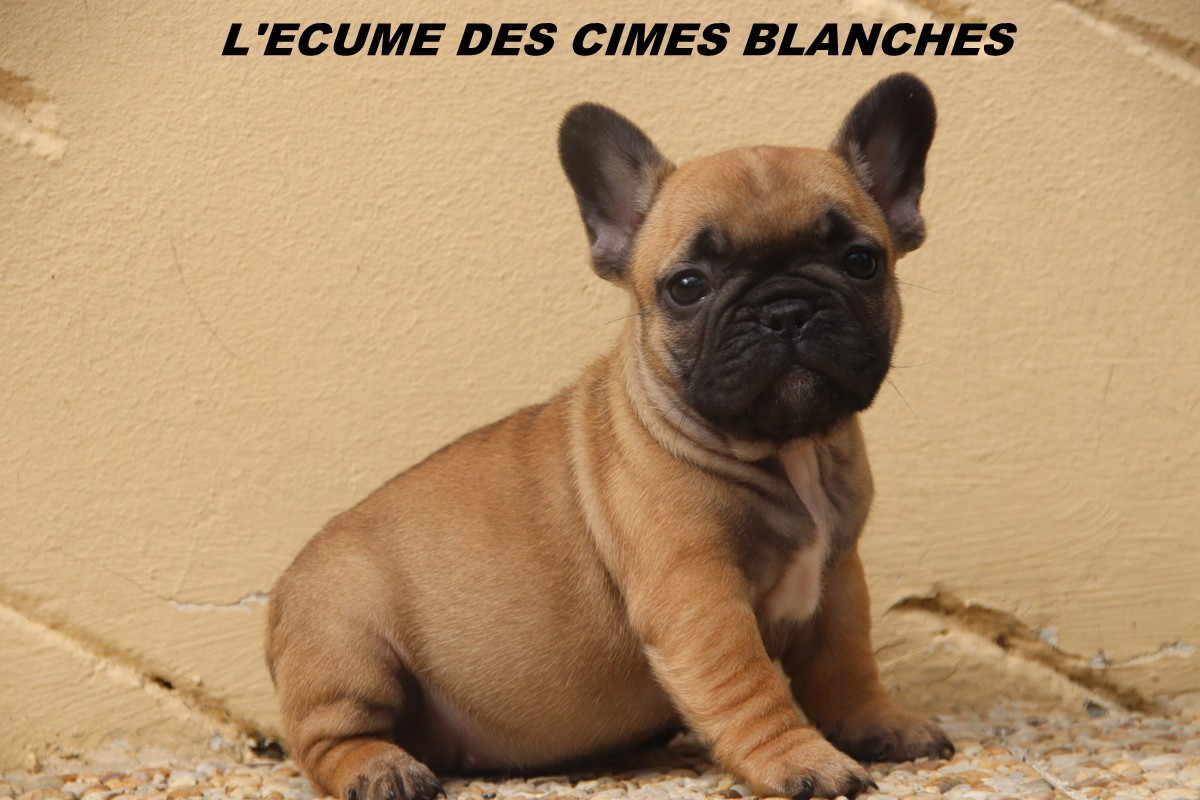 de l'écume des cimes blanches - Chiots disponibles - Bouledogue français