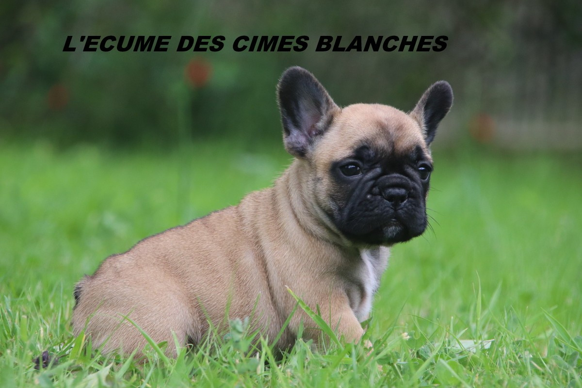 de l'écume des cimes blanches - Chiots disponibles - Bouledogue français