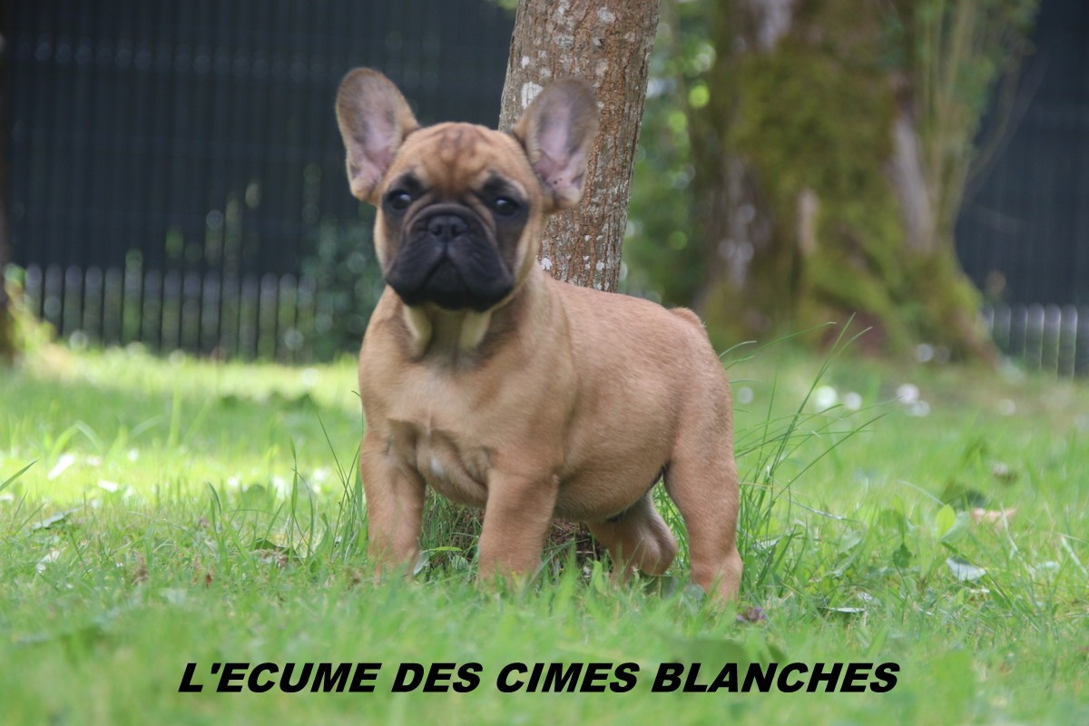 de l'écume des cimes blanches - Bouledogue français - Portée née le 17/03/2026