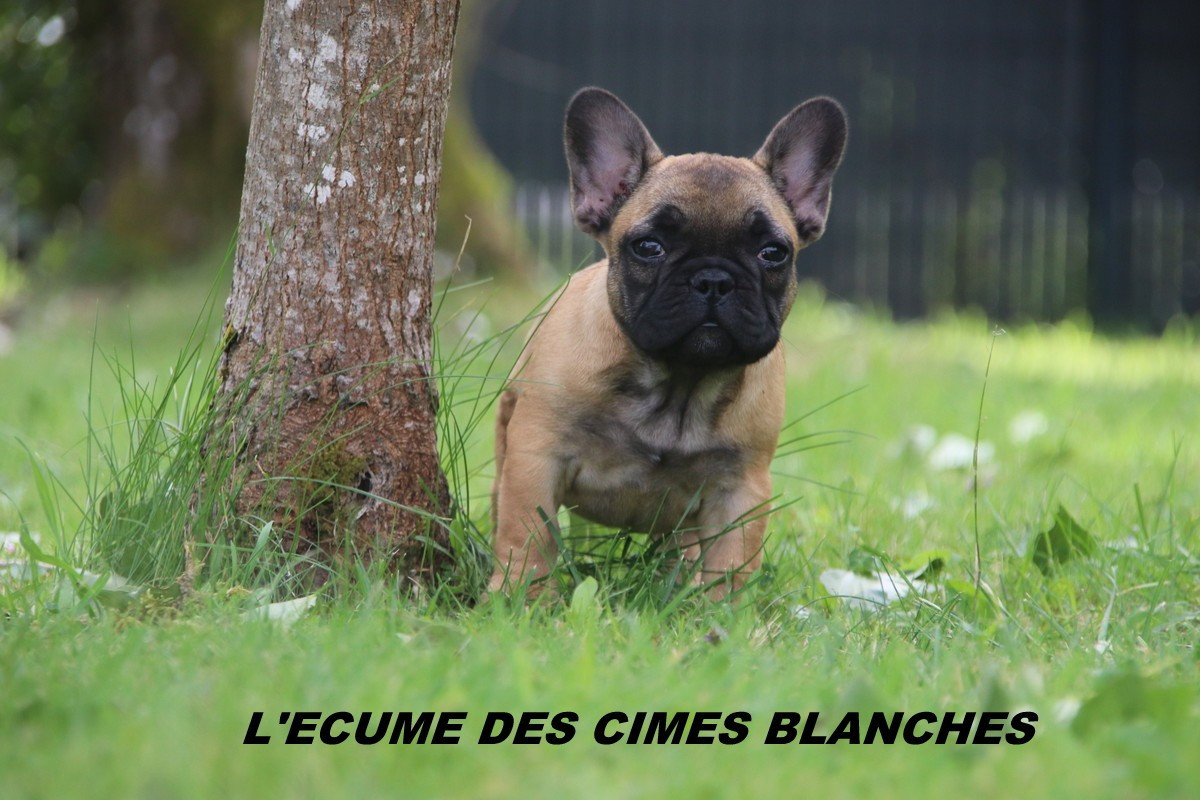 de l'écume des cimes blanches - Chiots disponibles - Bouledogue français