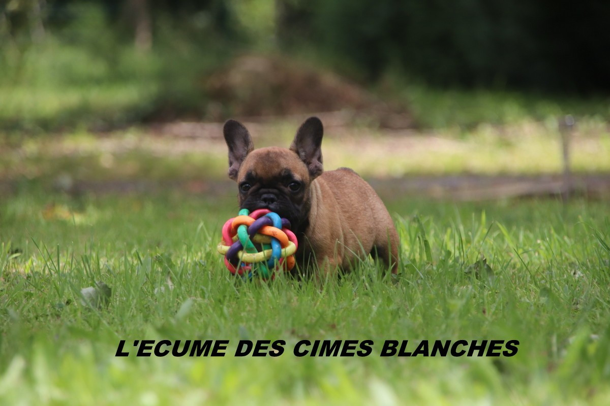 de l'écume des cimes blanches - Chiots disponibles - Bouledogue français