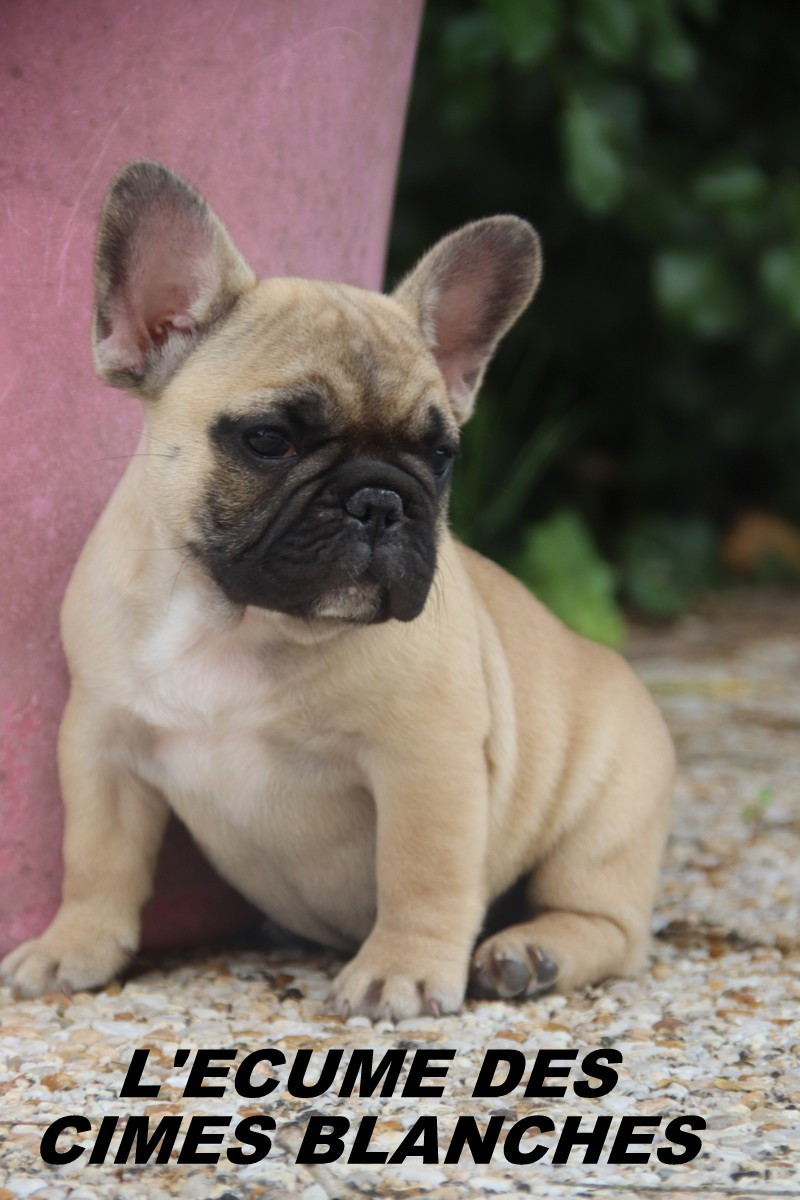 de l'écume des cimes blanches - Chiots disponibles - Bouledogue français