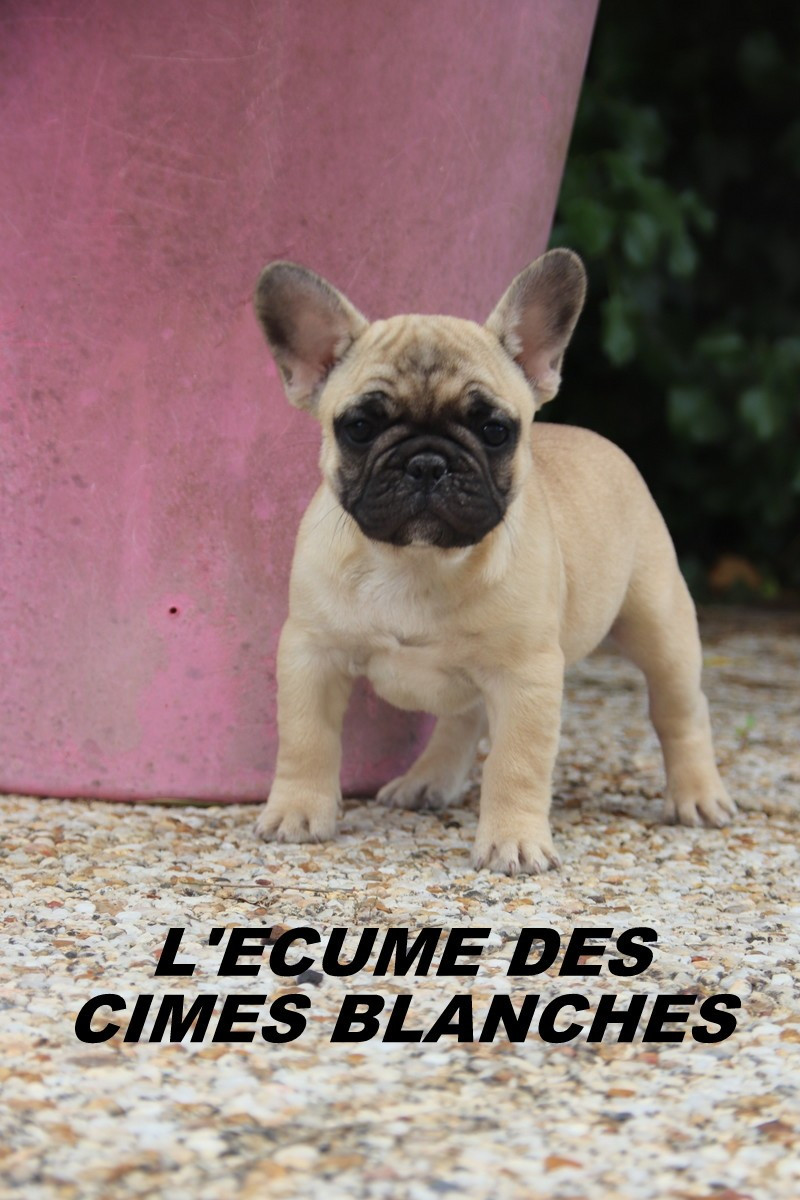de l'écume des cimes blanches - Chiots disponibles - Bouledogue français