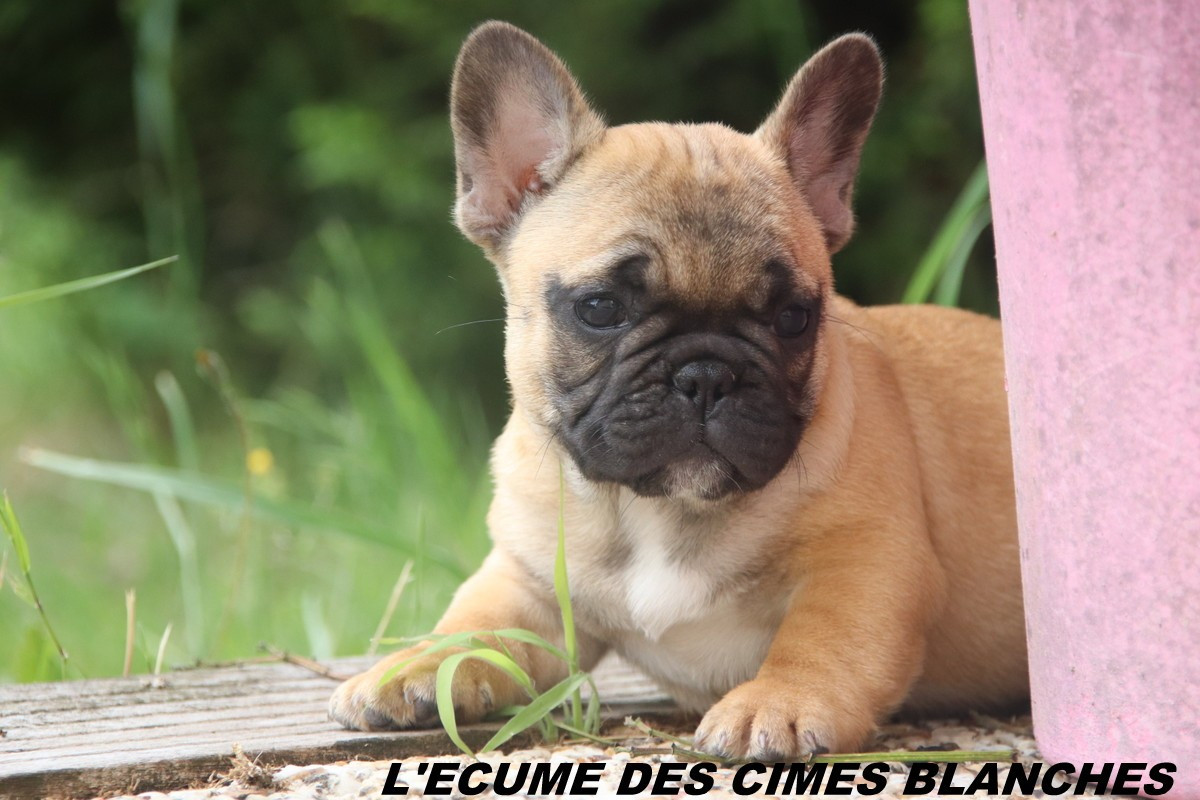 de l'écume des cimes blanches - Chiots disponibles - Bouledogue français