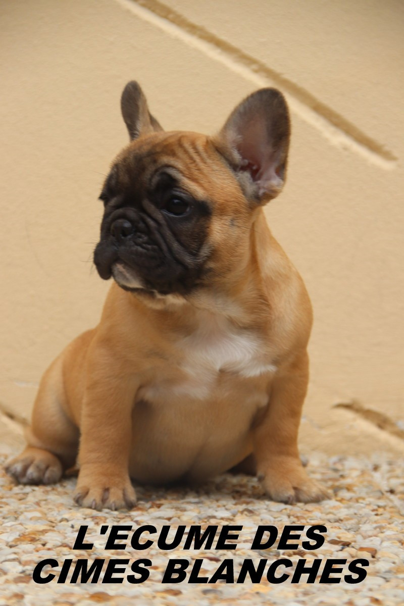 de l'écume des cimes blanches - Chiots disponibles - Bouledogue français
