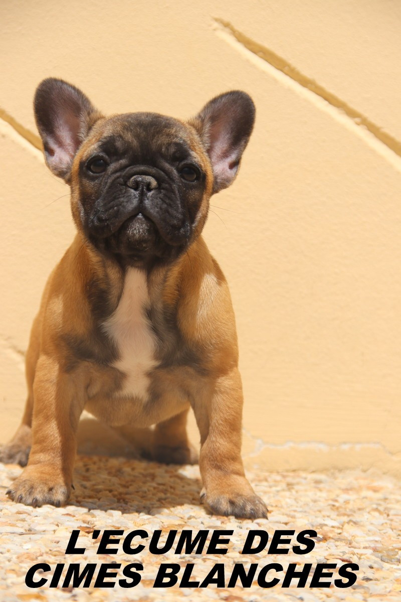 de l'écume des cimes blanches - Chiots disponibles - Bouledogue français