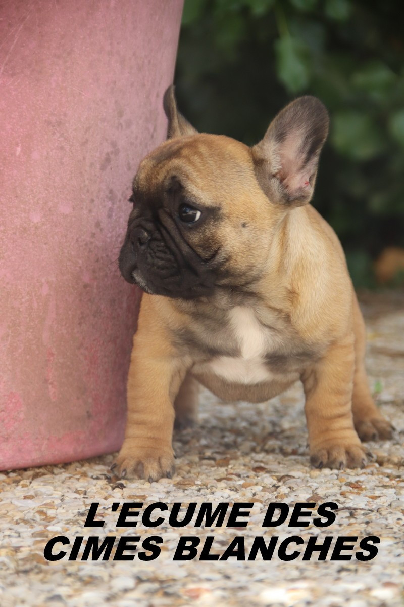 de l'écume des cimes blanches - Chiots disponibles - Bouledogue français