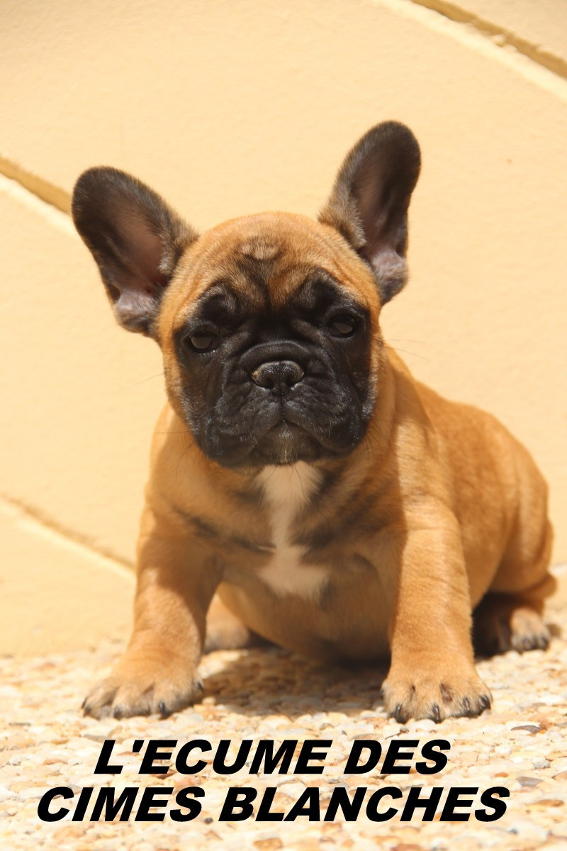 de l'écume des cimes blanches - Chiots disponibles - Bouledogue français