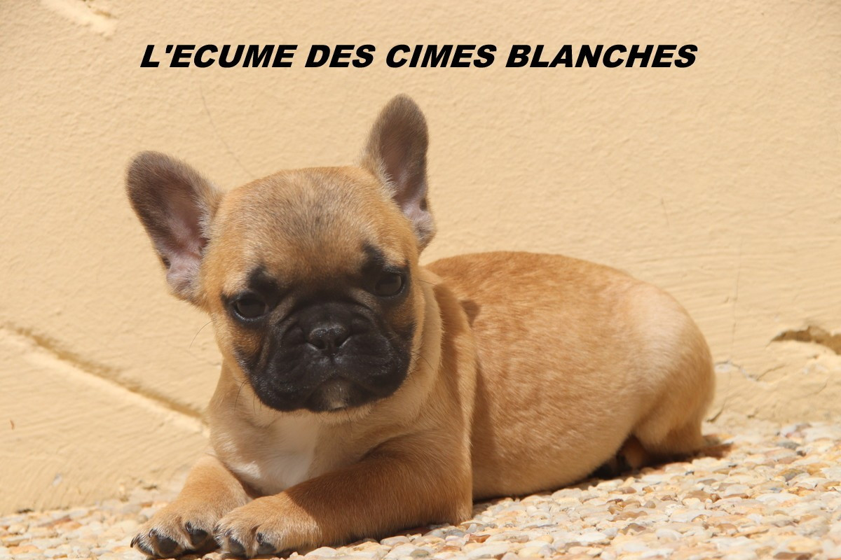 de l'écume des cimes blanches - Chiots disponibles - Bouledogue français