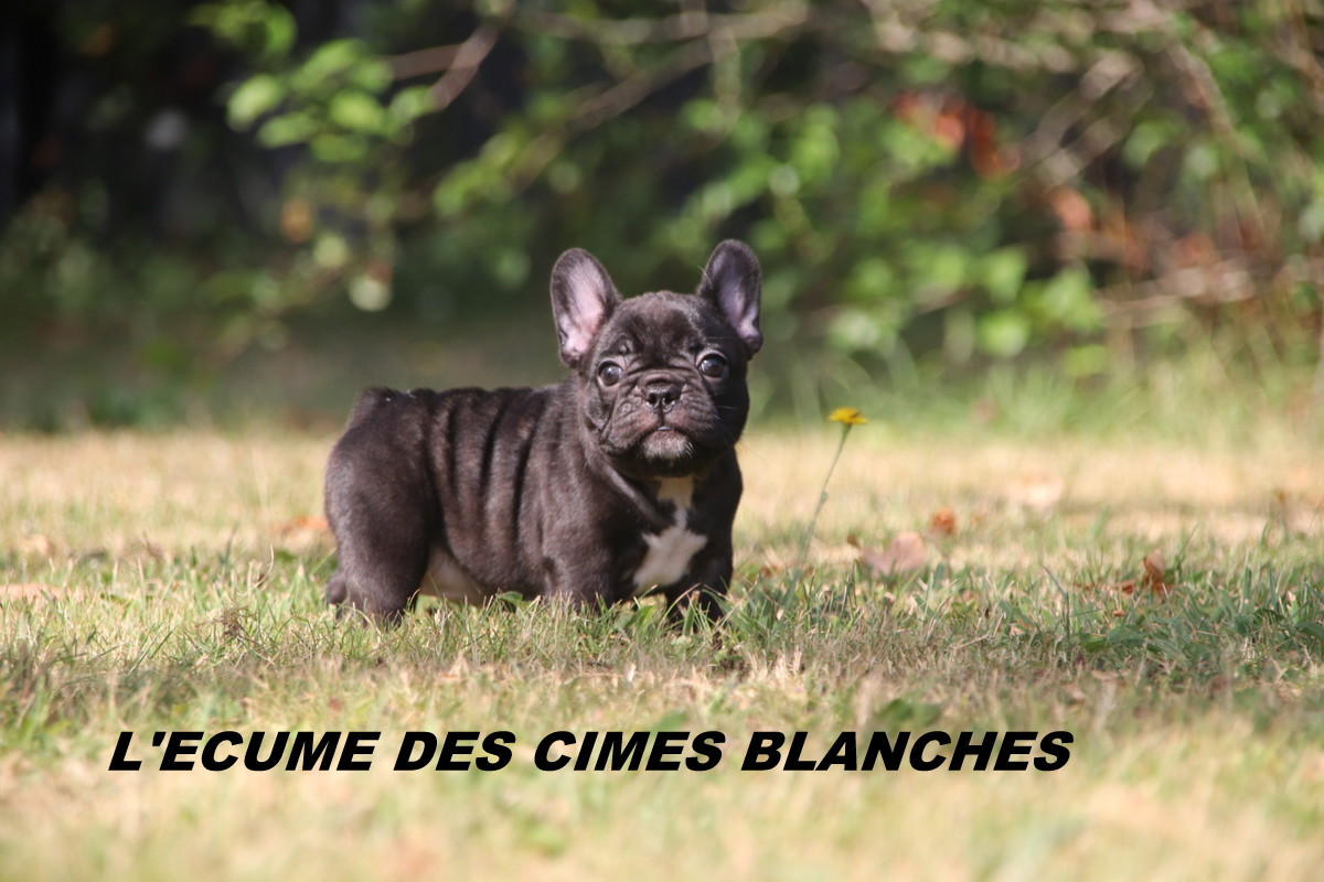 Chiot Bouledogue français de l'écume des cimes blanches